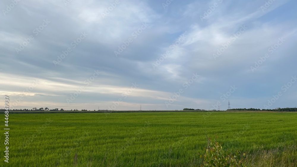 summer green fields overcast sky near Wlodawa