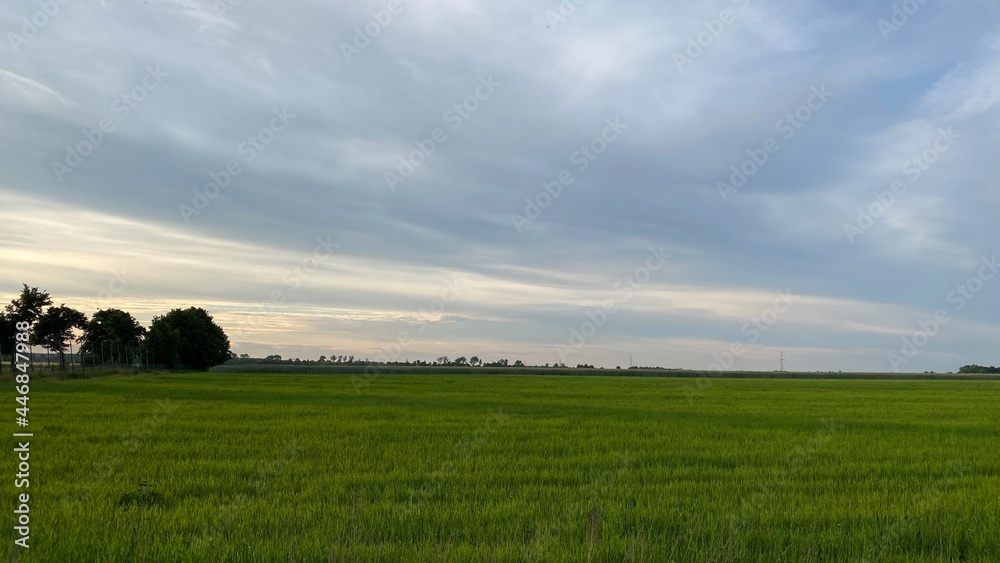 summer green fields overcast sky near Wlodawa summer green fields overcast sky near Wlodawa