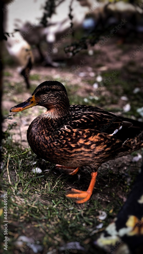 duck on a pond duck on a pond