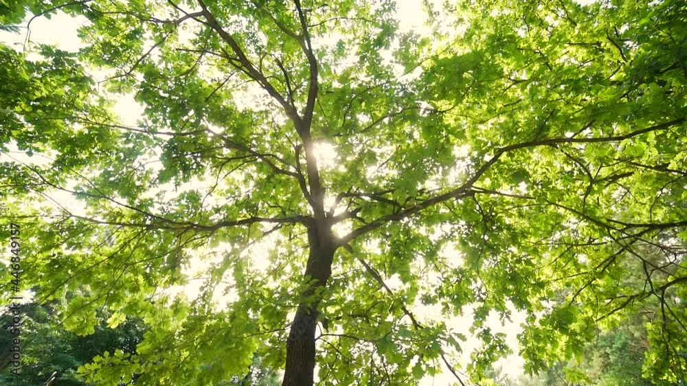 sun shines through the crown and leaves of tree. Summer sunny day oak branches view from abstract nature background of forest or park. flashes of light green tree. Bottom up view of lush foliage sun sun shines through the crown and leaves of tree. Summer sunny day oak branches view from abstract nature background of forest or park. flashes of light green tree. Bottom up view of lush foliage sun