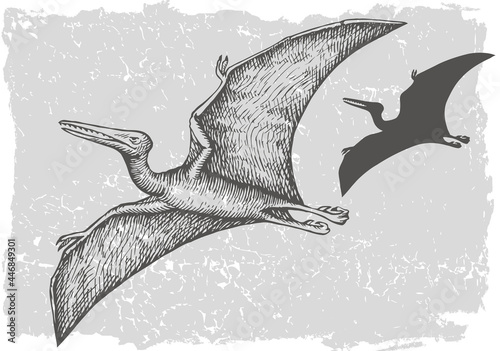 Dinosaur pterodactylus grafic hand drawn and silhouette illustration