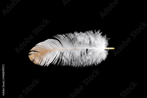 Bird feather isolated on black background.