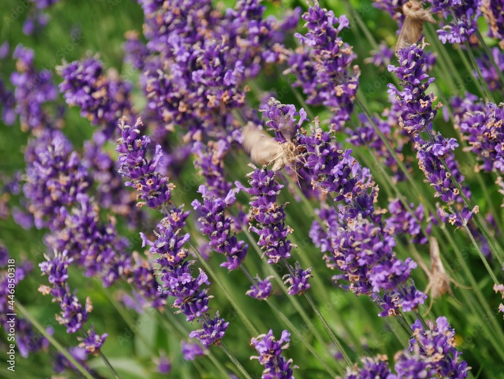 Obraz premium Lavendel mit Schmetterling