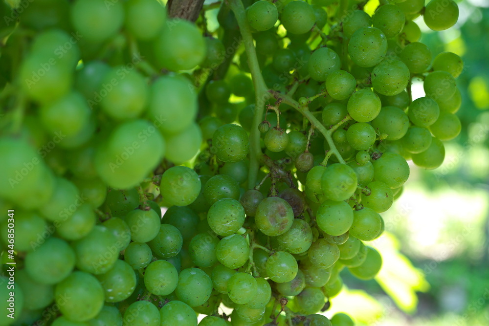 Nagano,Japan-July 22, 2021: Downy Mildew of Merlot grapes in vineyard
