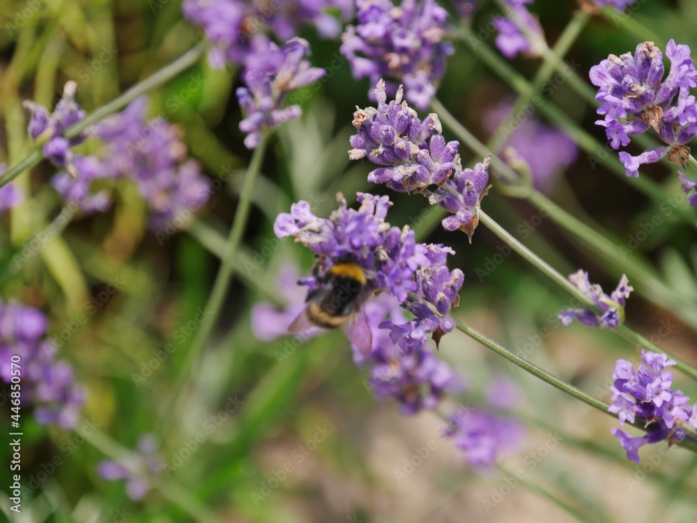 Lila Lavendel im Garten Lila Lavendel im Garten