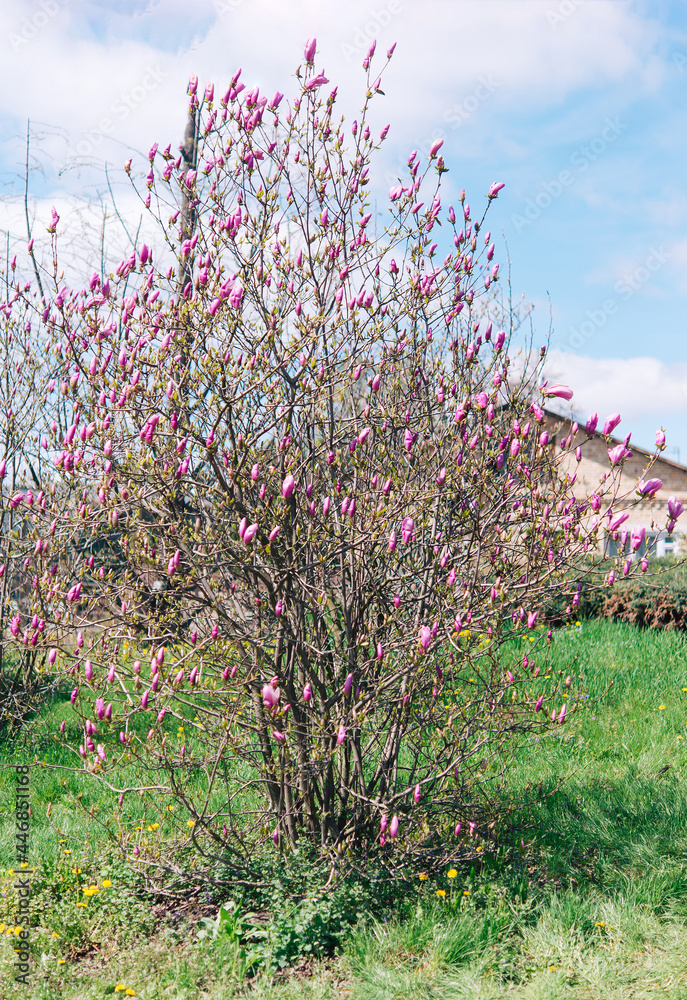 Obraz premium Beautiful flowering on a sunny day, flowering tree - beautiful flowering branch of magnolia in spring - magnolia flower 