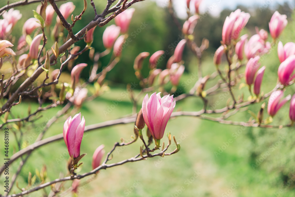 Beautiful flowering on a sunny day, flowering tree - beautiful flowering branch of magnolia in spring - magnolia flower
Beautiful flowering on a sunny day, flowering tree - beautiful flowering branch of magnolia in spring - magnolia flower