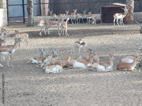 herd of gazelles in a zoo in Abu Dhabi, UAE. photo