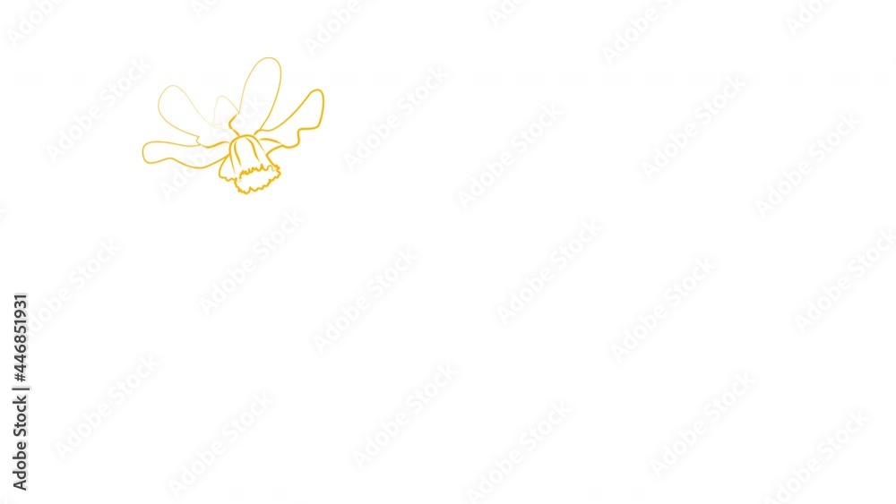 Daffodil flower self drawing animation. White background. Copy space. Golden line art Daffodil flower self drawing animation. White background. Copy space. Golden line art