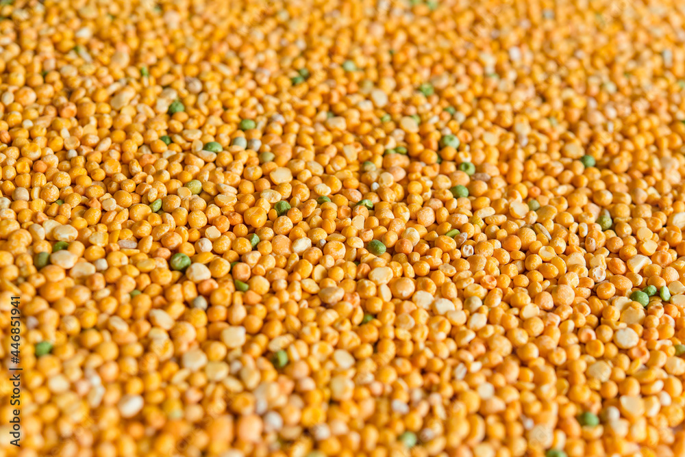 Dry split green and yellow peas texture background. Great for soups.