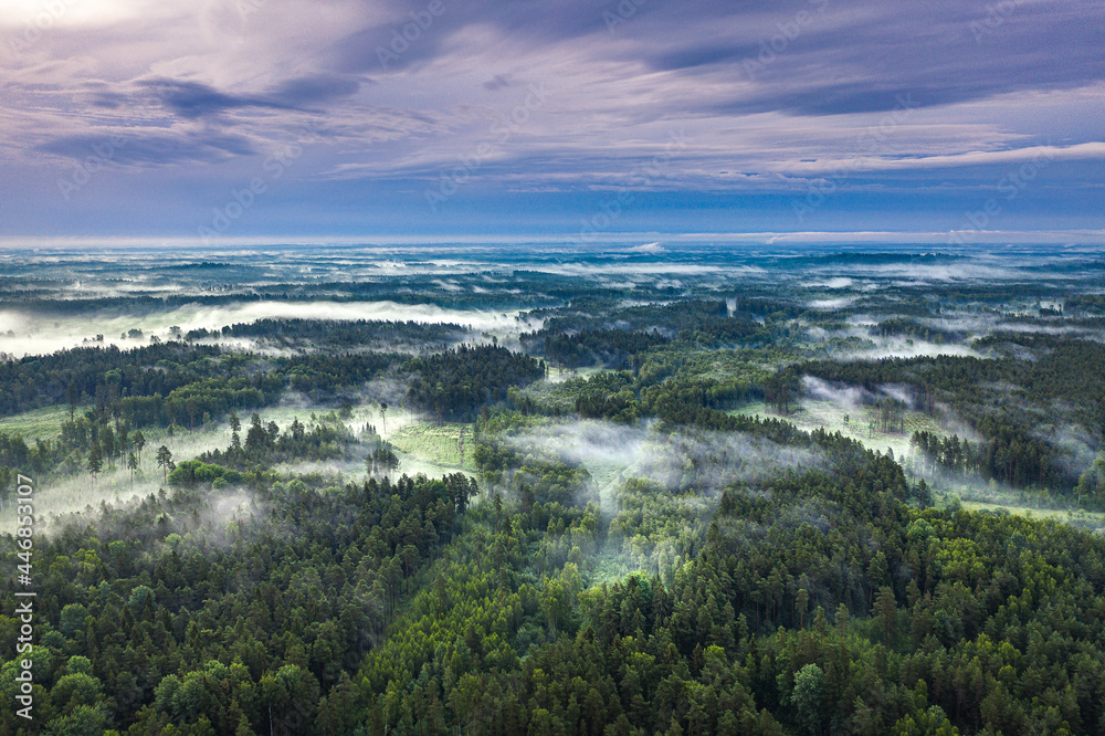 Aerial view of pine forest covered in mist. Sustainable ecosystem. Foggy morning with colorful sky in countryside. Aerial view of pine forest covered in mist. Sustainable ecosystem. Foggy morning with colorful sky in countryside.