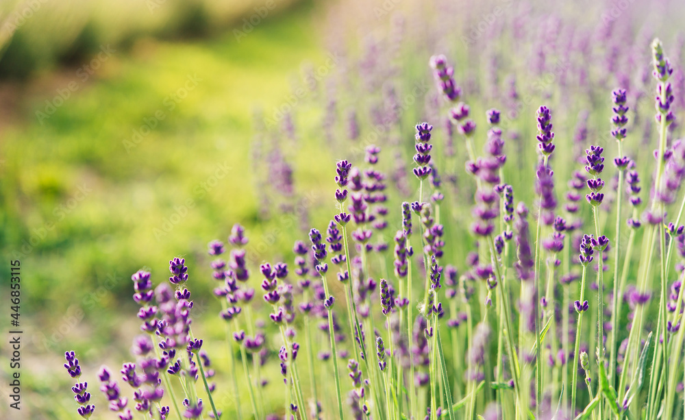 Obraz premium Panorama of lavender field morning summer blur background. Summer lavender. Floral background. Shallow depth of field 