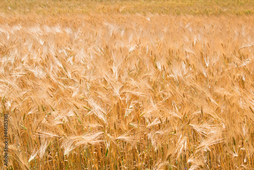 Wheat fields. Ears of golden wheat close up. Beautiful Nature Landscape. Rural landscapes in shining sunlight. Background of the ripening of the ears of a wheat field. Rich harvest concept.