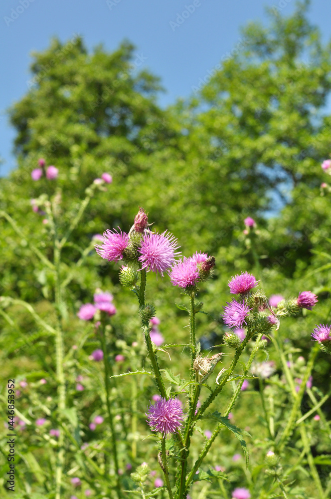 Thistle (Carduus acanthoides) grows in nature in summer Thistle (Carduus acanthoides) grows in nature in summer