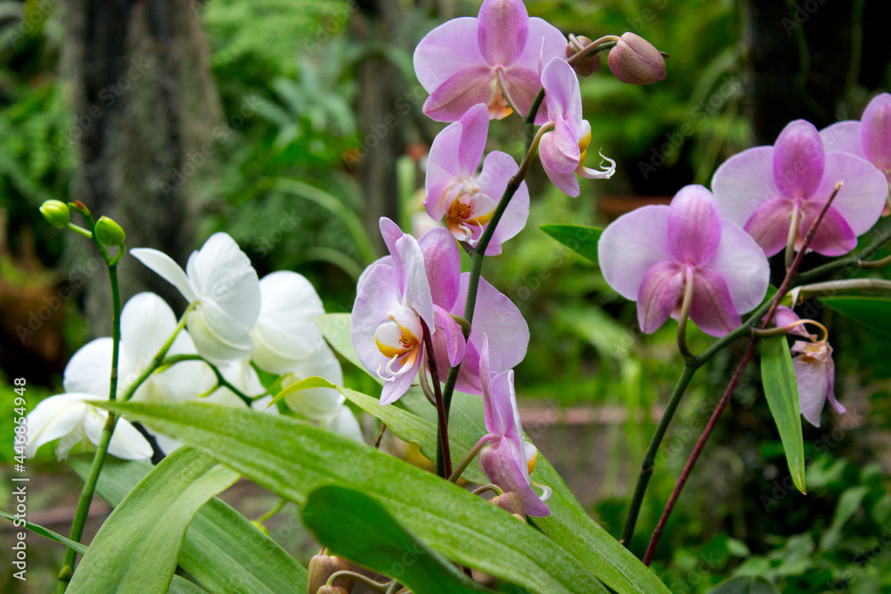 Pink orchid flowers in the summer garden Pink orchid flowers in the summer garden