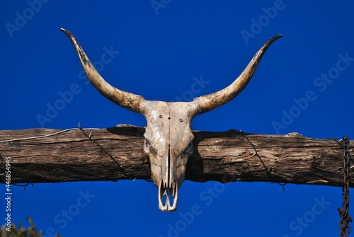 The Skull of a Bull