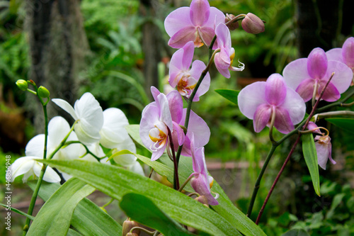 Pink orchid flowers in the summer garden