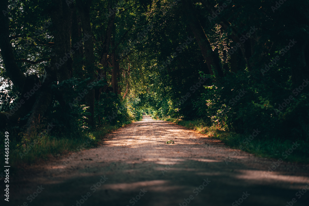 Fototapeta premium Enchanted Path: Serene Alleyway Flanked by Majestic Verdant Trees, Guiding Along an Ancient Dirt Road