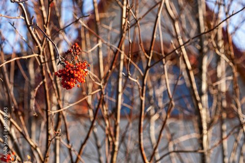 A bunch of ripe and dried rowan berries hanging on a bare bush against the backdrop of a house in late autumn. Selective focus. photo