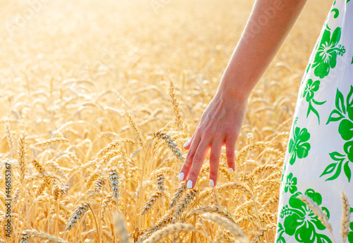 Girl hand touches ears of wheat among wheat field, hot summer day