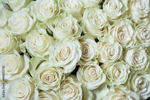 wallpaper with flowers roses close up. backdrop with buds of roses