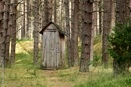 A wooden toilet stands in a pine forest.