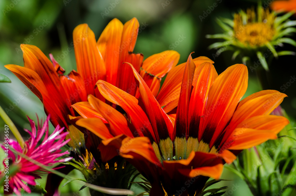 yellow orange red flower