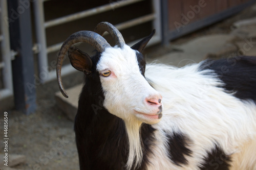 Domestic goat in a summer day. Domestic animal