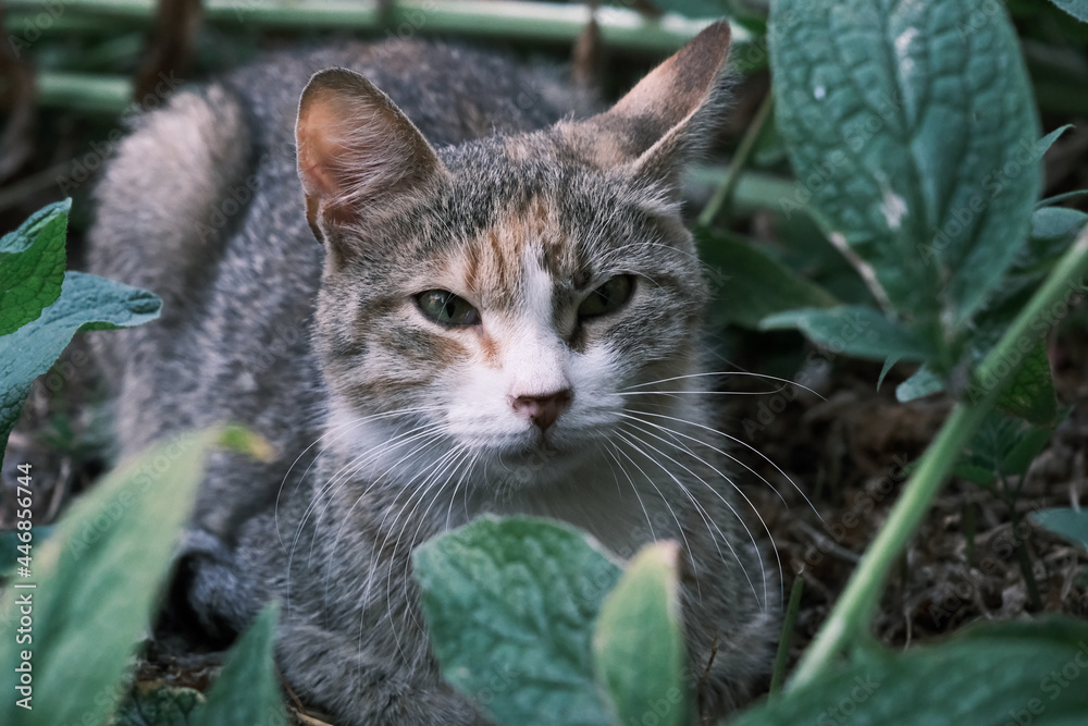 adorable street cat sitting on the grass in the summer garden