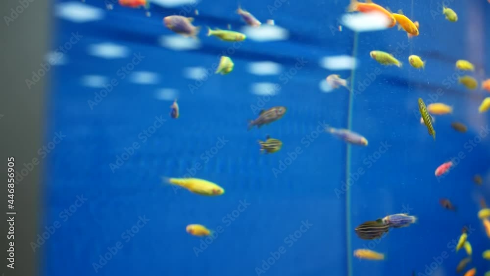 Close-up of an aquarium in a pet store or zoo. Many colorful small aquarium fish swim in the water, bubbles rise. Close-up of an aquarium in a pet store or zoo. Many colorful small aquarium fish swim in the water, bubbles rise.