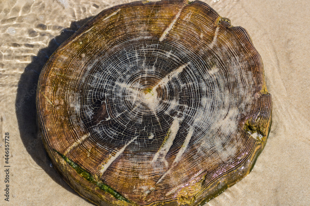 Natural wooden background. Old wood with sand.