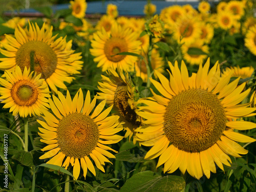 the language of flower