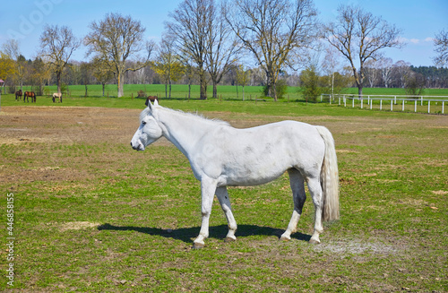 Beautiful gray mare on the pasture.
