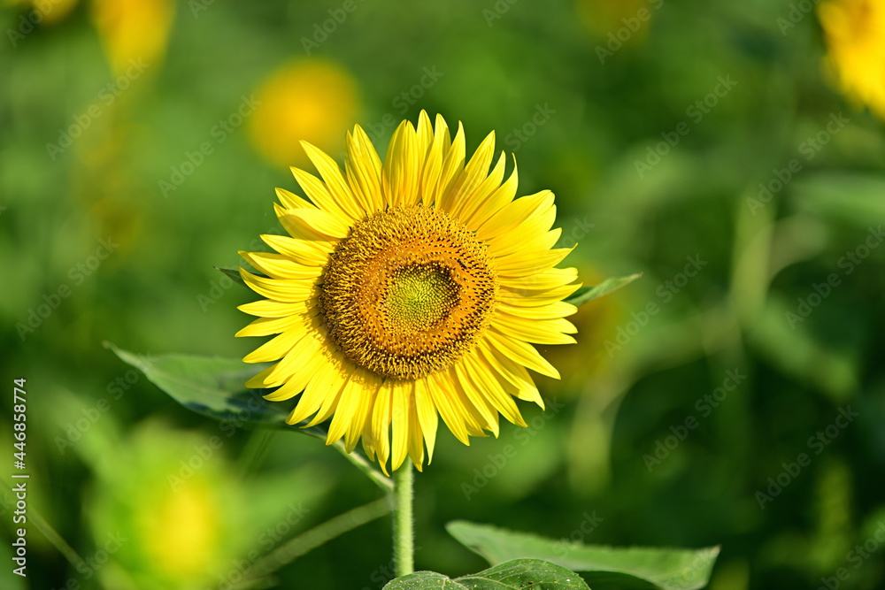 the language of flower the language of flower