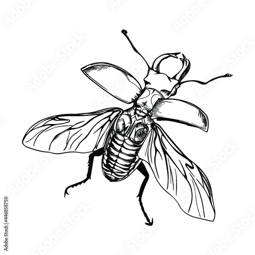 Illustration with stag beetle. Drawn by hand in ink. Isolated on white background stag beetle drawn in linear style. Beetle with wings on a white background. Sketch of a tattoo with a large beetle.