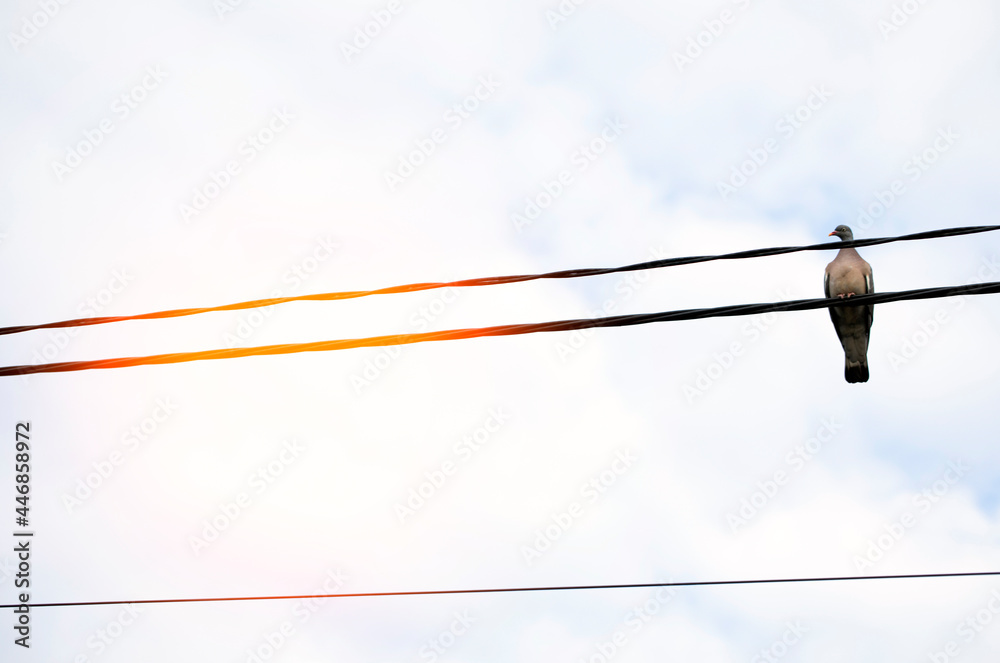 birds on wires birds on wires