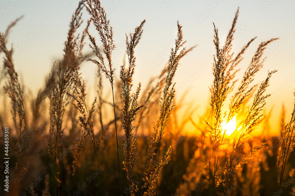 Dry grass-panicles of the Pampas against orange sky with a setting sun. Nature, decorative wild reeds, ecology. Summer evening, dry autumn grass