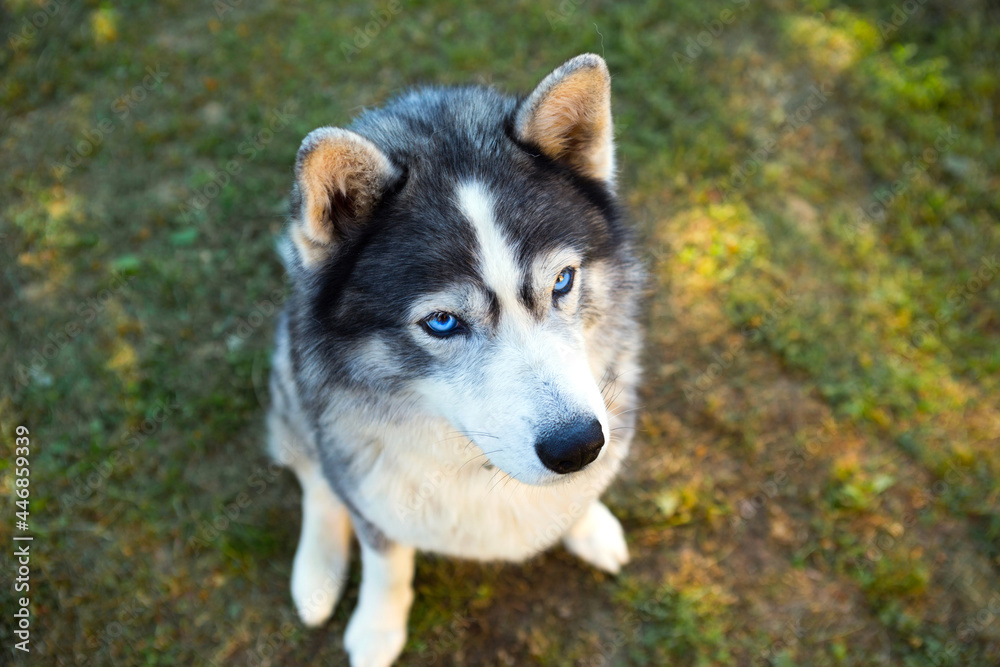 Husky dog sits and looks at the owner, executes the sit command. Training a pet on the grass, Close-up, blue devotees eyes and a dogs nose, thick pet hair in a collar.
