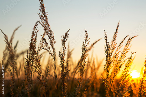 Dry grass-panicles of the Pampas against orange sky with a setting sun. Nature, decorative wild reeds, ecology. Summer evening, dry autumn grass