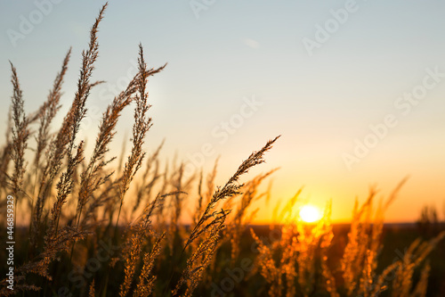 Dry grass-panicles of the Pampas against orange sky with a setting sun. Nature, decorative wild reeds, ecology. Summer evening, dry autumn grass