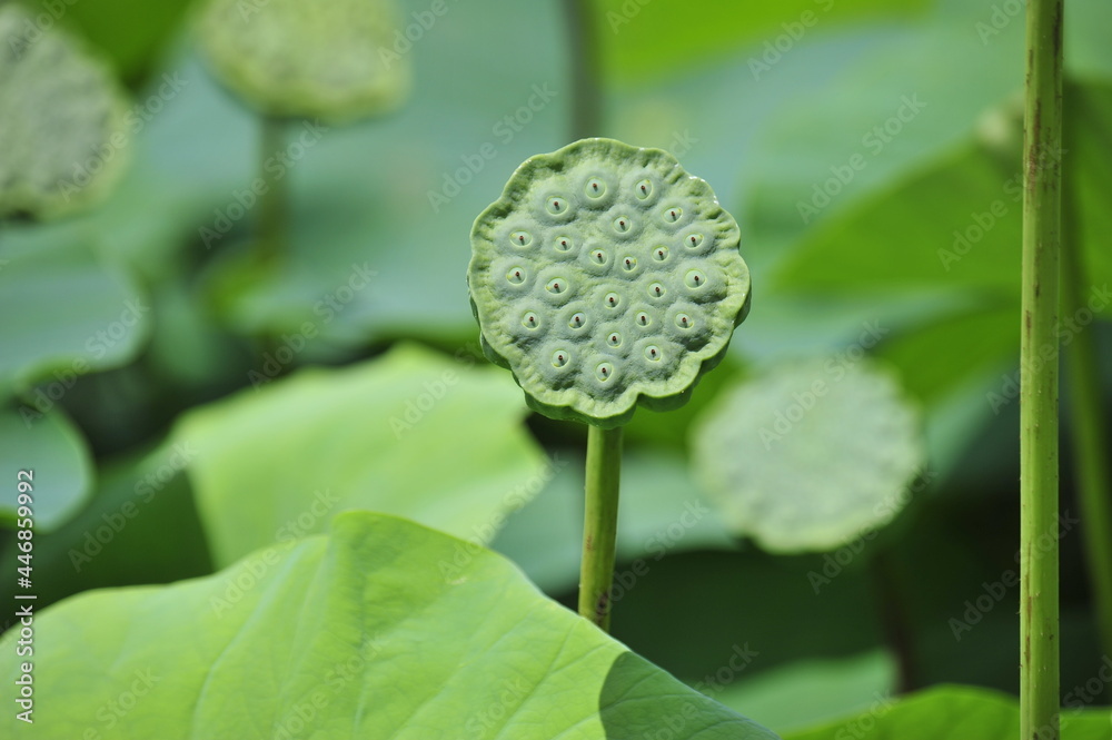 Lotus Lotus