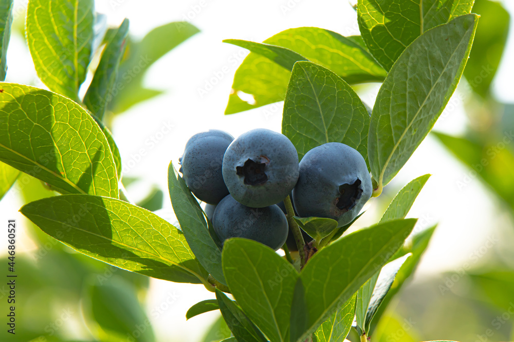 blueberries on a tree blueberries on a tree