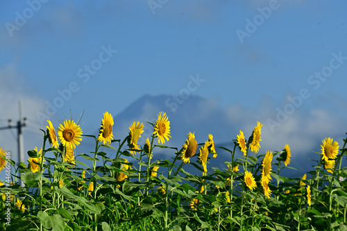 The sunflowers have become perfect for viewing