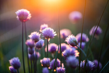 chives blooming at sunset purple nature background
