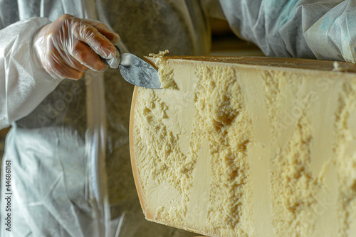 Cheese dairy master cutting a parmesan cheese wheel at the dairy