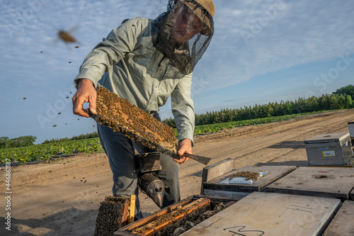 Beekeeker Barry Hart checks his Hive of honey bees in Barwick, Georgia photo