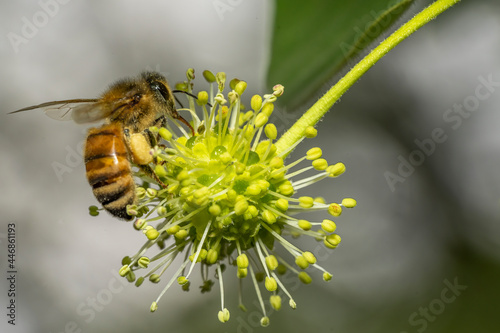 Honey Bee Pollinating a Tupelo tree flower in in Barwick, Georgia. photo