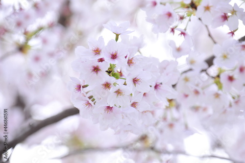 spring cherry blossoms © carry1020