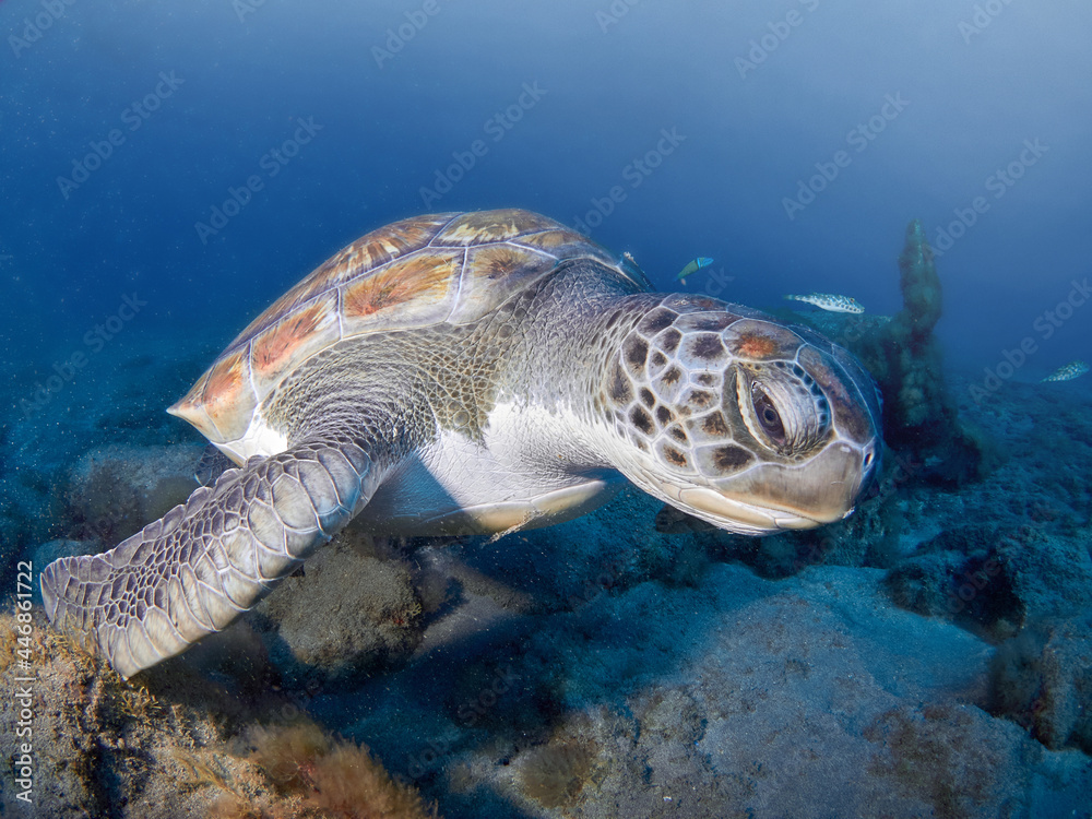 Obraz premium Green Sea turtle (Chelonia mydas) swimming free in the ocean