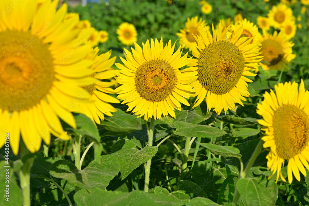 The sunflowers have become perfect for viewing The sunflowers have become perfect for viewing